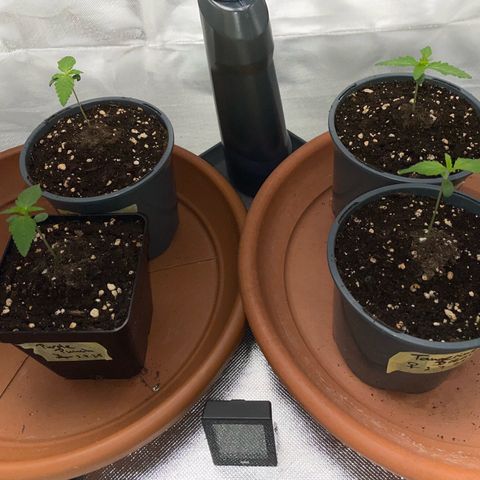 Tangerine Dream Fem by KilliczGe growlog timeline photo