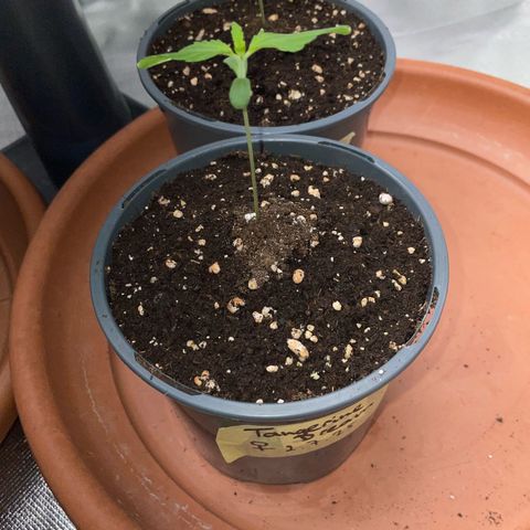 Tangerine Dream Fem by KilliczGe growlog timeline photo