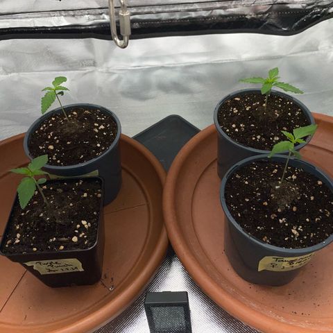 Girl Scout Cookies Fem by KilliczGe growlog timeline photo