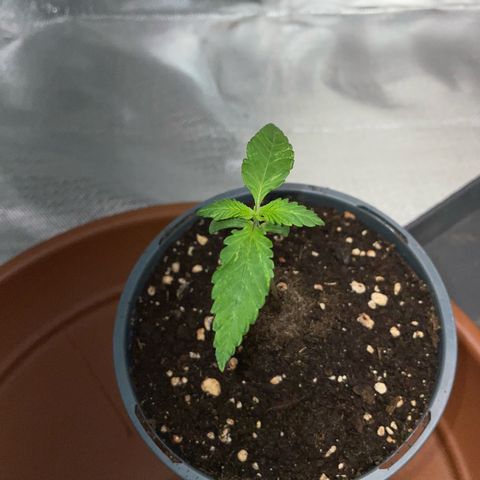 Girl Scout Cookies Fem by KilliczGe growlog timeline photo