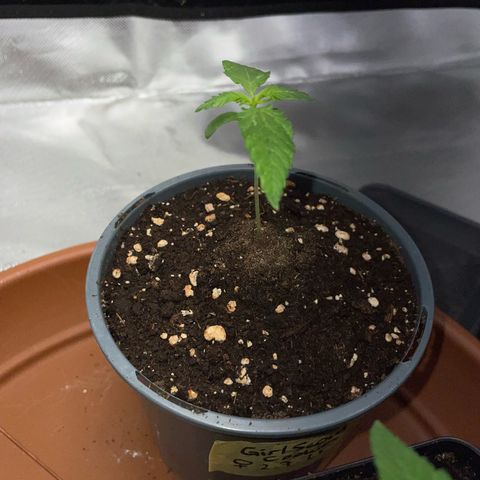 Girl Scout Cookies Fem by KilliczGe growlog timeline photo