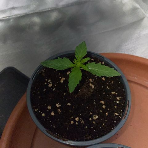Cereal Milk Fem by KilliczGe growlog timeline photo