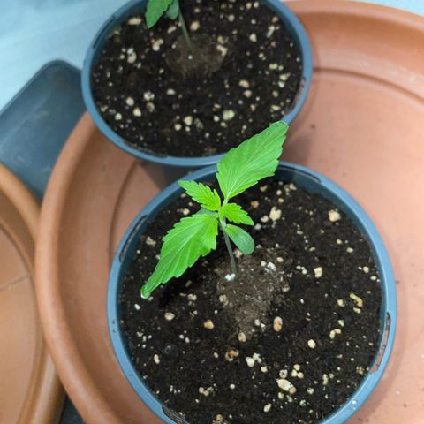 Tangerine Dream Fem by KilliczGe growlog timeline photo