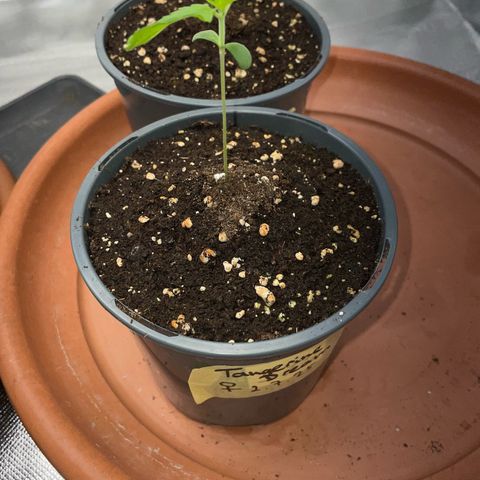 Tangerine Dream Fem by KilliczGe growlog timeline photo