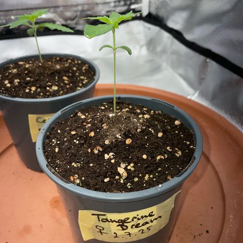 Tangerine Dream Fem by KilliczGe growlog timeline photo