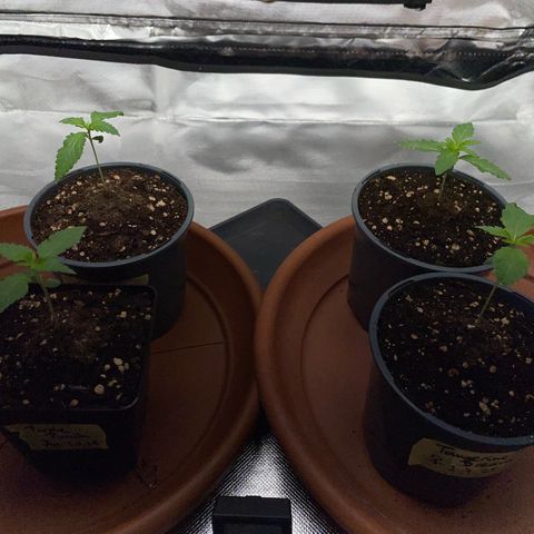 Tangerine Dream Fem by KilliczGe growlog timeline photo