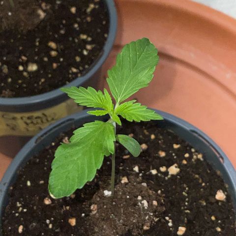 Tangerine Dream Fem by KilliczGe growlog timeline photo