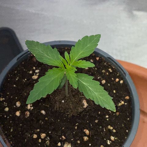 Cereal Milk Fem by KilliczGe growlog timeline photo