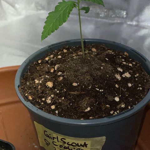Girl Scout Cookies Fem by KilliczGe growlog timeline photo
