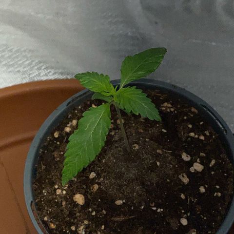 Girl Scout Cookies Fem by KilliczGe growlog timeline photo