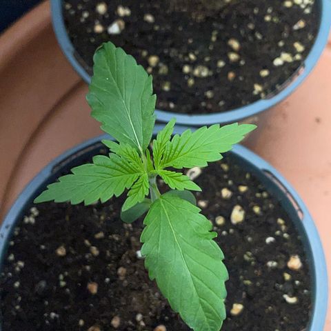Tangerine Dream Fem by KilliczGe growlog timeline photo