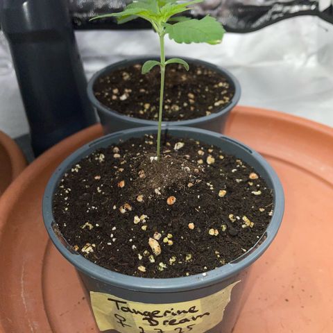 Tangerine Dream Fem by KilliczGe growlog timeline photo