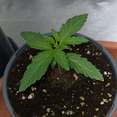 Cereal Milk Fem by KilliczGe growlog timeline photo
