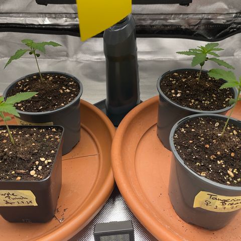 Girl Scout Cookies Fem by KilliczGe growlog timeline photo