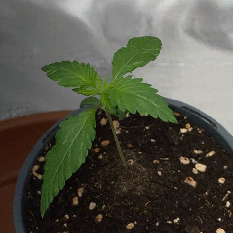 Girl Scout Cookies Fem by KilliczGe growlog timeline photo
