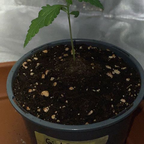 Girl Scout Cookies Fem by KilliczGe growlog timeline photo