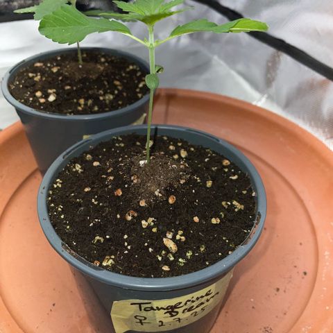 Tangerine Dream Fem by KilliczGe growlog timeline photo