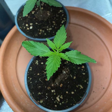 Tangerine Dream Fem by KilliczGe growlog timeline photo