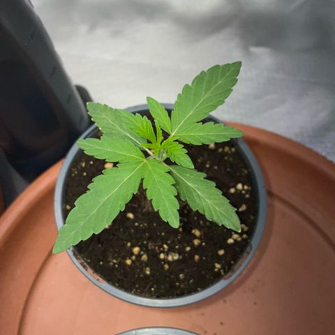 Cereal Milk Fem by KilliczGe growlog timeline photo