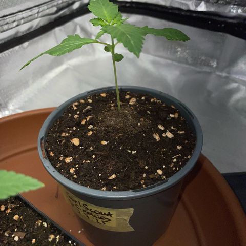 Girl Scout Cookies Fem by KilliczGe growlog timeline photo
