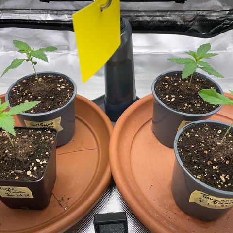 Girl Scout Cookies Fem by KilliczGe growlog timeline photo