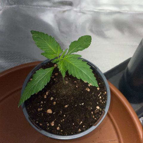 Girl Scout Cookies Fem by KilliczGe growlog timeline photo