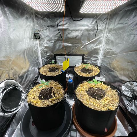 Tangerine Dream Fem by KilliczGe growlog timeline photo