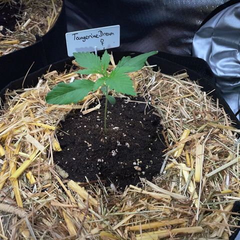Tangerine Dream Fem by KilliczGe growlog timeline photo