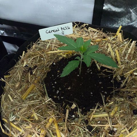 Cereal Milk Fem by KilliczGe growlog timeline photo