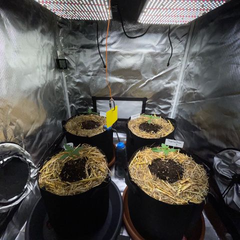 Girl Scout Cookies Fem by KilliczGe growlog timeline photo