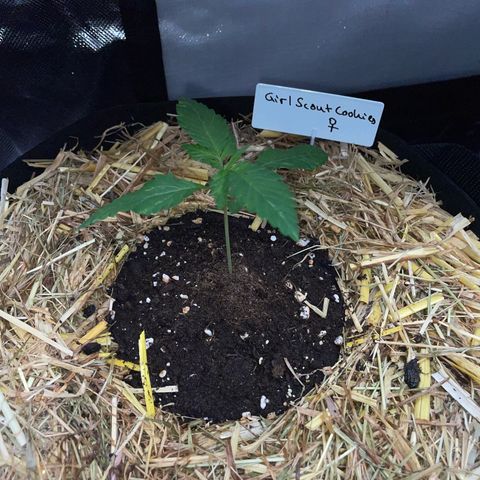 Girl Scout Cookies Fem by KilliczGe growlog timeline photo