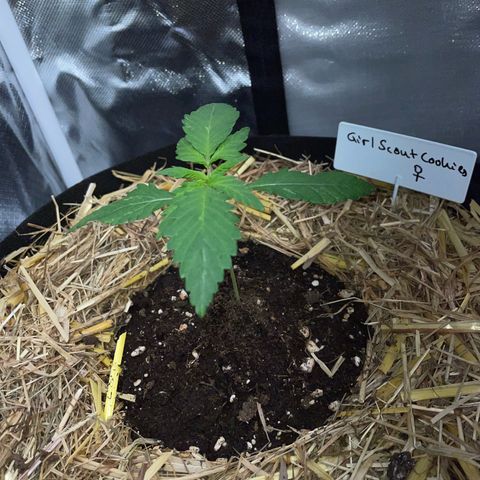 Girl Scout Cookies Fem by KilliczGe growlog timeline photo