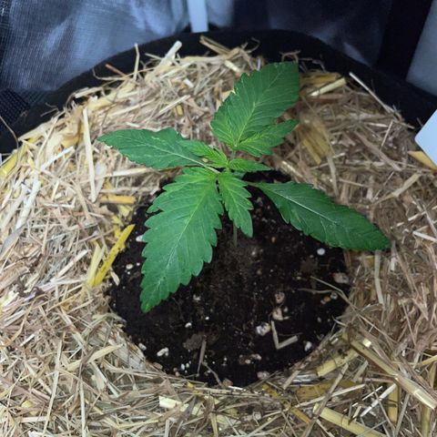 Girl Scout Cookies Fem by KilliczGe growlog timeline photo