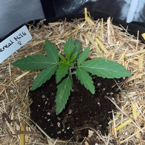 Cereal Milk Fem by KilliczGe growlog timeline photo