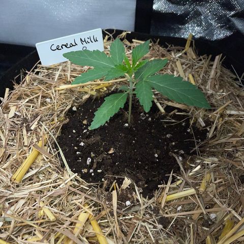 Cereal Milk Fem by KilliczGe growlog timeline photo