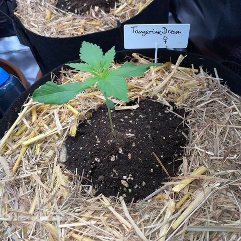 Tangerine Dream Fem by KilliczGe growlog timeline photo