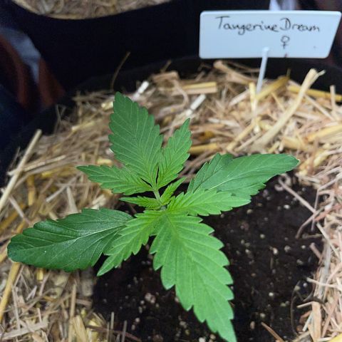 Tangerine Dream Fem by KilliczGe growlog timeline photo