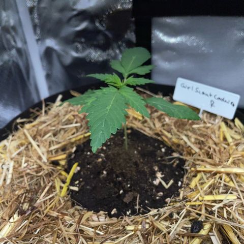 Girl Scout Cookies Fem by KilliczGe growlog timeline photo