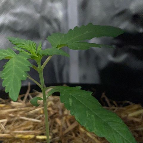 Girl Scout Cookies Fem by KilliczGe growlog timeline photo