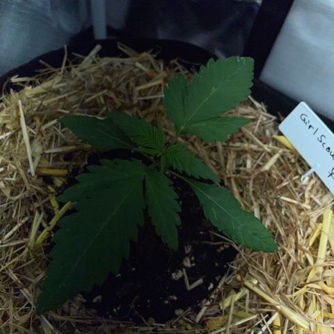 Girl Scout Cookies Fem by KilliczGe growlog timeline photo