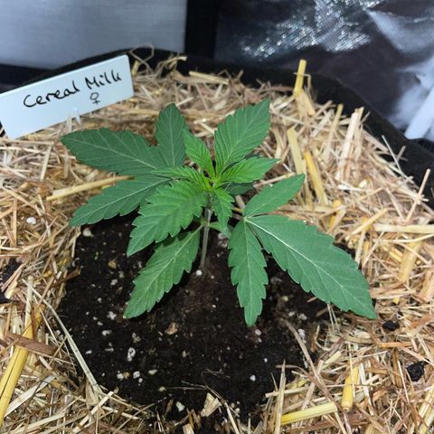 Cereal Milk Fem by KilliczGe growlog timeline photo