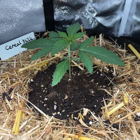 Cereal Milk Fem by KilliczGe growlog timeline photo