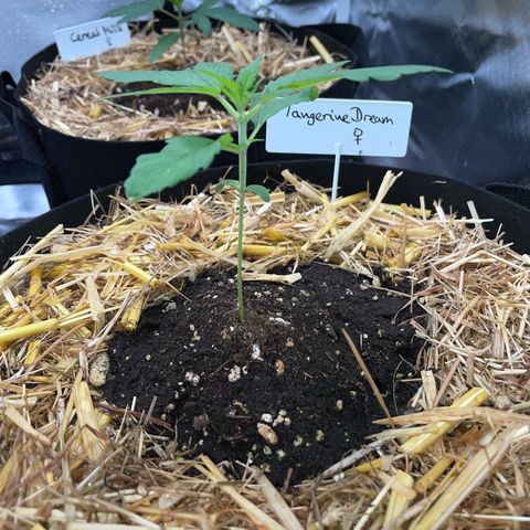 Tangerine Dream Fem by KilliczGe growlog timeline photo