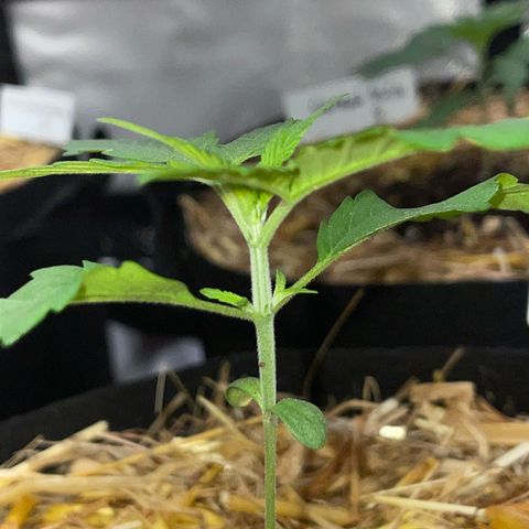 Tangerine Dream Fem by KilliczGe growlog timeline photo