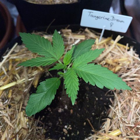 Tangerine Dream Fem by KilliczGe growlog timeline photo