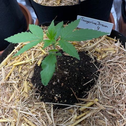 Tangerine Dream Fem by KilliczGe growlog timeline photo