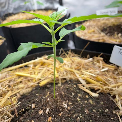 Tangerine Dream Fem by KilliczGe growlog timeline photo