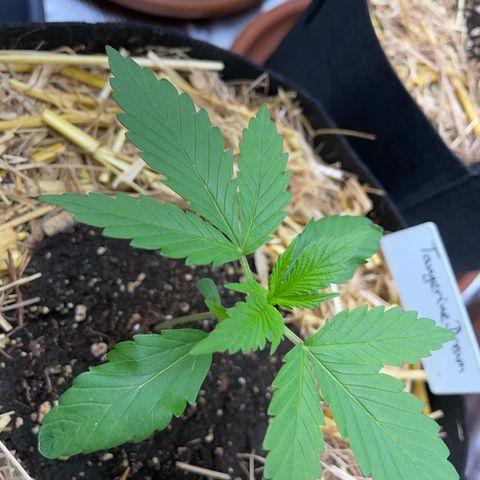 Tangerine Dream Fem by KilliczGe growlog timeline photo