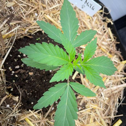 Cereal Milk Fem by KilliczGe growlog timeline photo