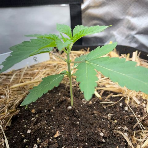 Cereal Milk Fem by KilliczGe growlog timeline photo